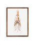 mocha wood frame vintage squid print wall art